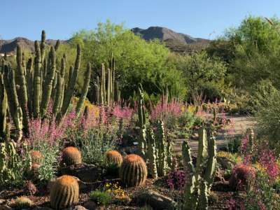 View of Cactus Garden