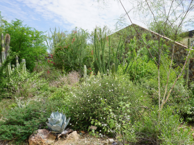 View of Thornscrub Garden